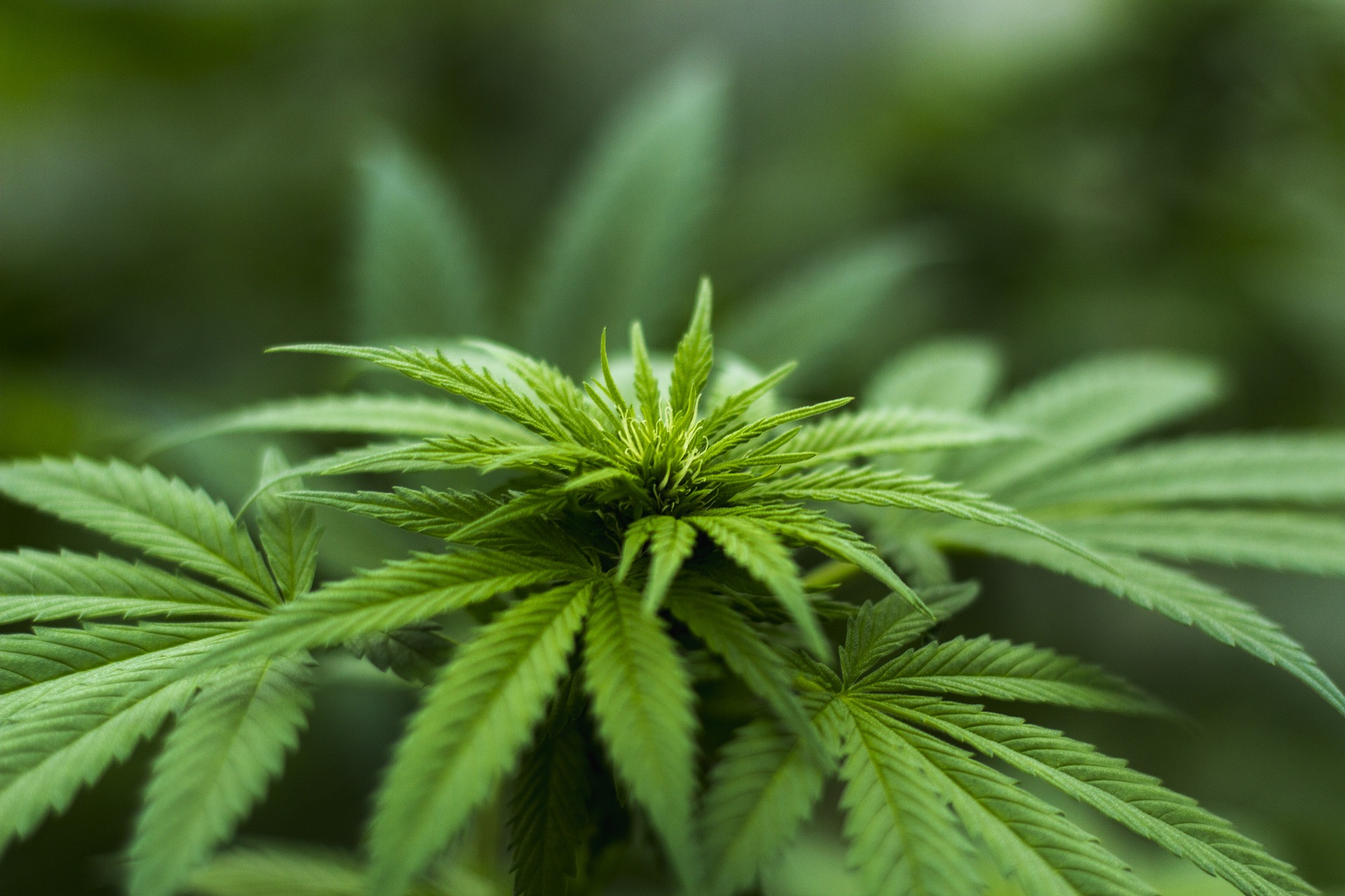 marijuana plant marijuana plant