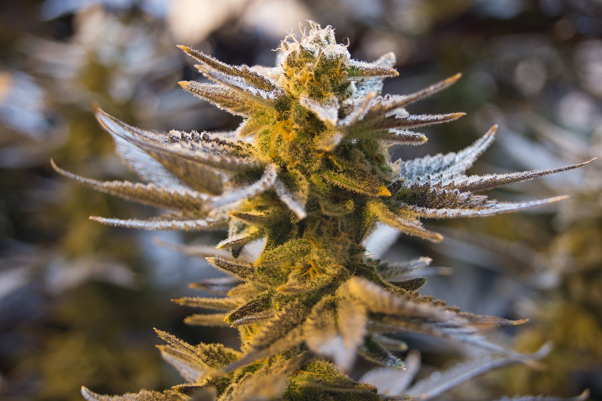 New Possession of Marihuana/Marijuana Laws in Maryland effective October 1, 2012 cannabis 2152605 1920 - New Possession of Marihuana/Marijuana Laws in Maryland effective October 1, 2012
