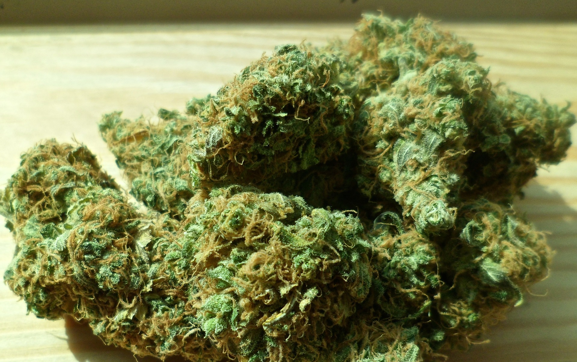 How to Enroll in the Maryland Marijuana Diversion Program in Baltimore cannabis 448661 1920 - How to Enroll in the Maryland Marijuana Diversion Program in Baltimore