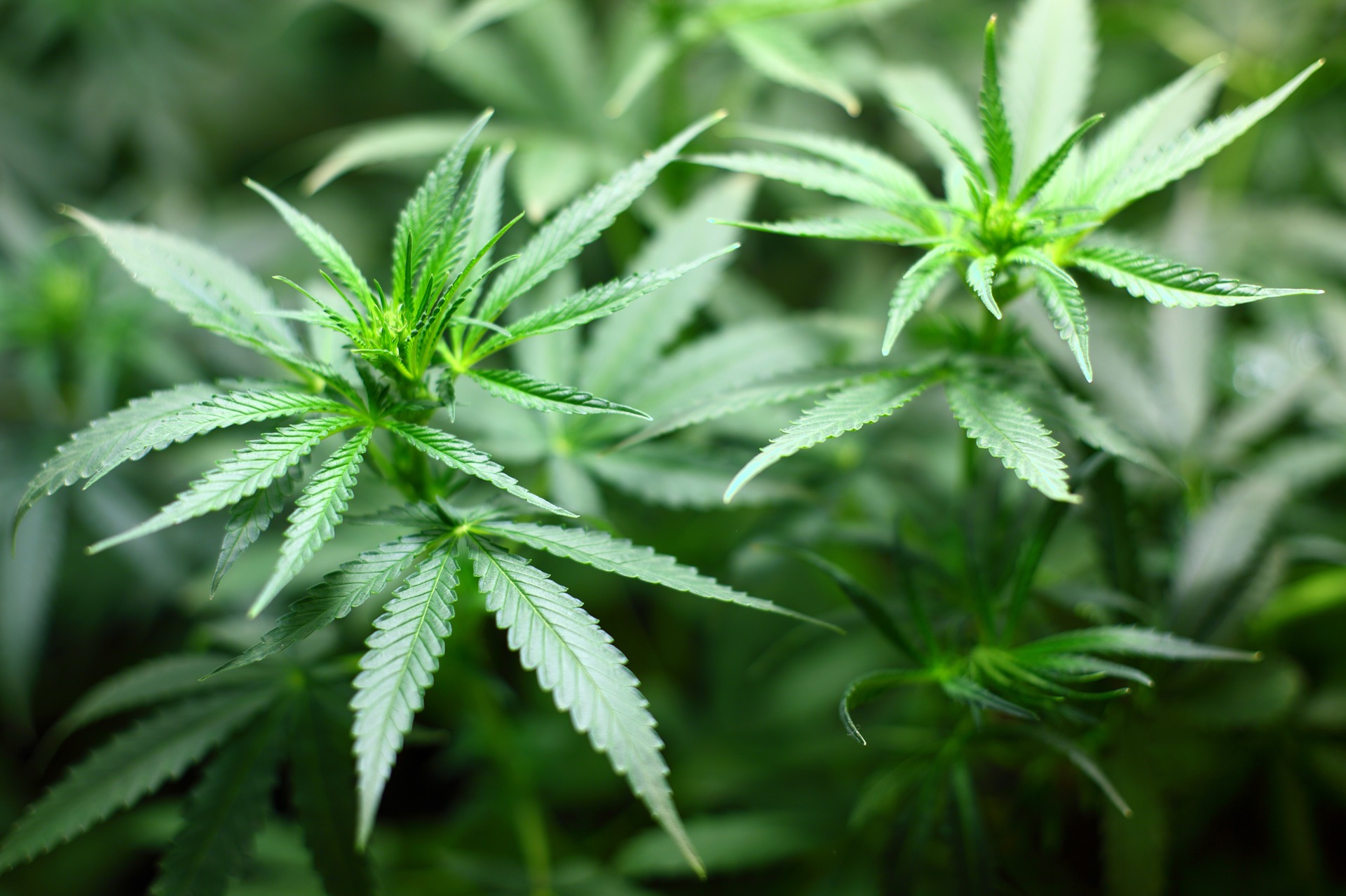 Marijuana Laws in Maryland as of October 2014 seedling 1062908 1920 - Marijuana Laws in Maryland as of October 2014